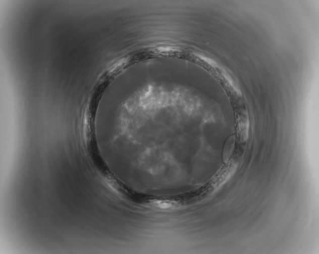 X0000087630654200705101028