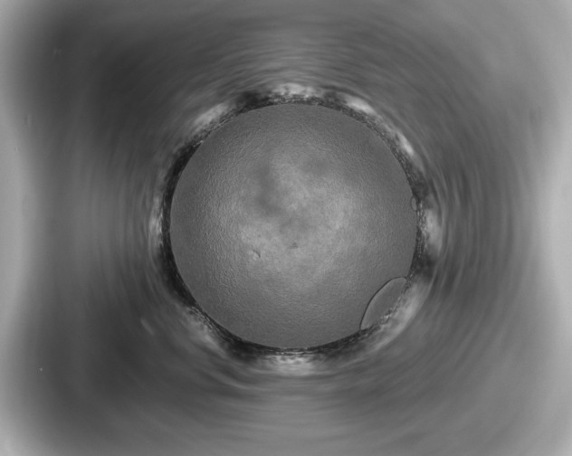 X0000087630668200705101029