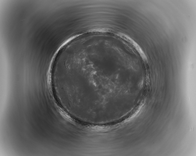 X0000087630779200705101027