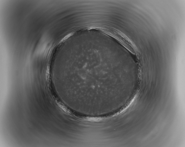 X0000087630825200705101026