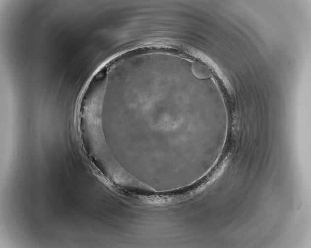 X0000087630923200705101024