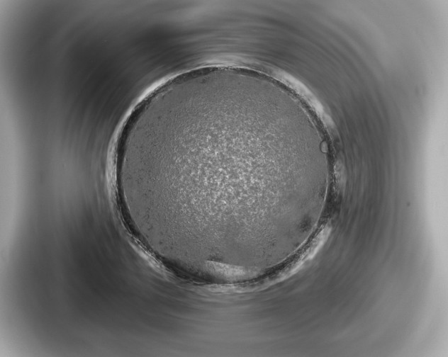 X0000087630931200705101025