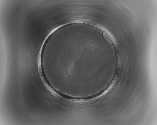 X0000087630940200705101025