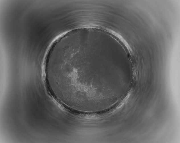 X0000087630979200705101024