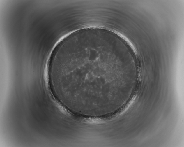 X0000087630983200705101024