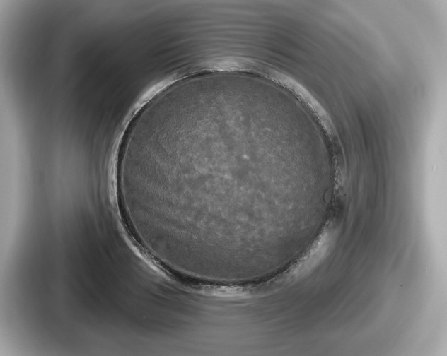 X0000087630986200705101024