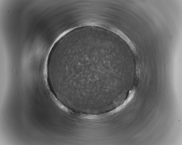 X0000087631028200705101023