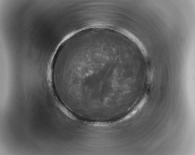 X0000087631029200705101023