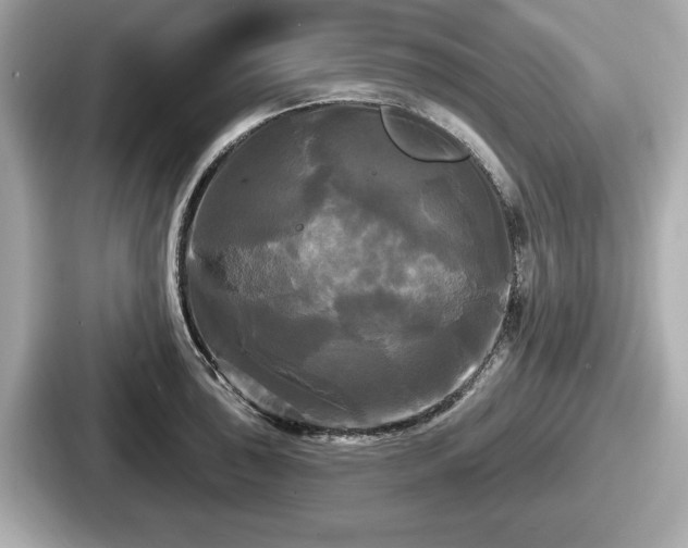 X0000087631043200705101024