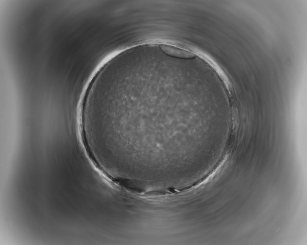 X0000087631048200705101024