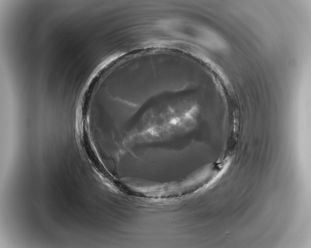 X0000087631117200705101022