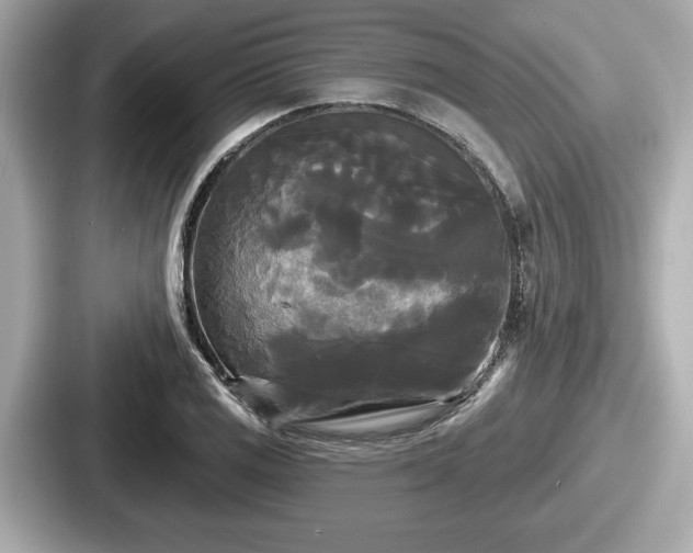 X0000087631125200705101022