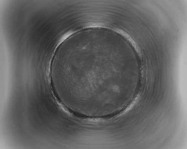 X0000087631129200705101022