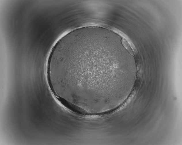 X0000087631135200705101022