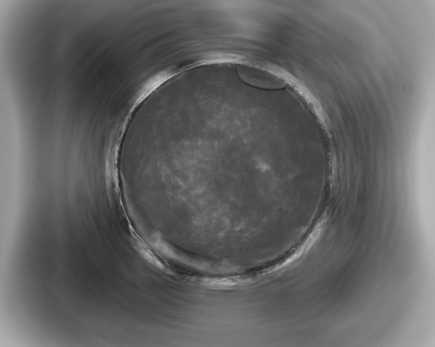 X0000087631137200705101022