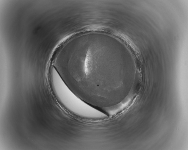 X0000087631164200705101022