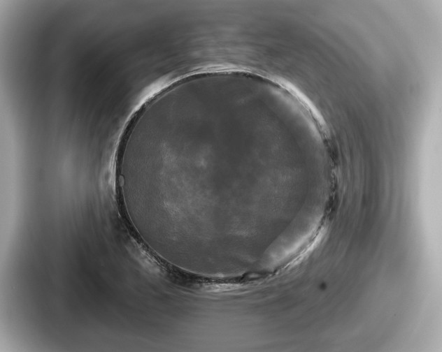 X0000087631173200705101022