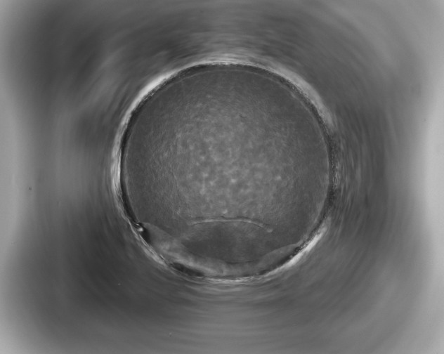 X0000087631224200705101021