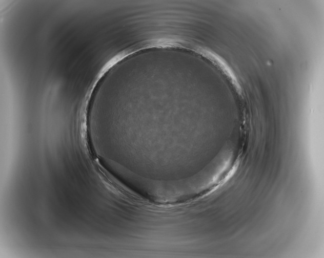 X0000087631226200705101021