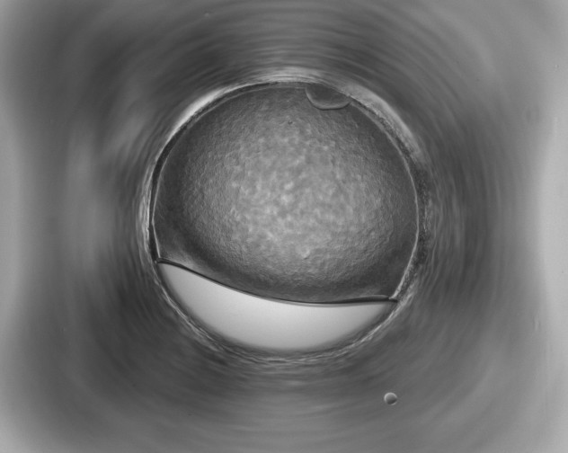 X0000087631228200705101021