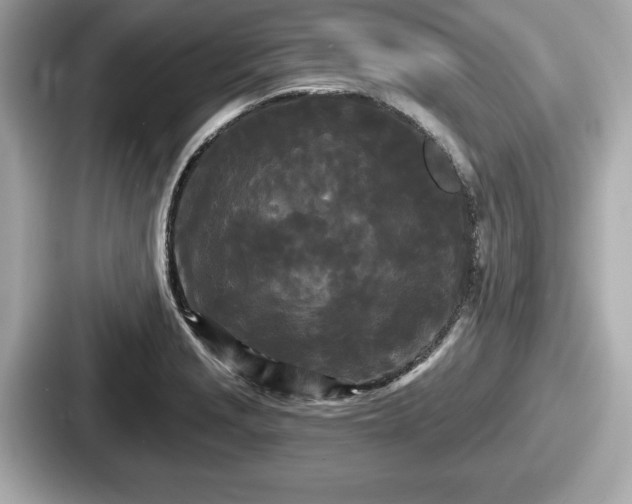 X0000087631229200705101021