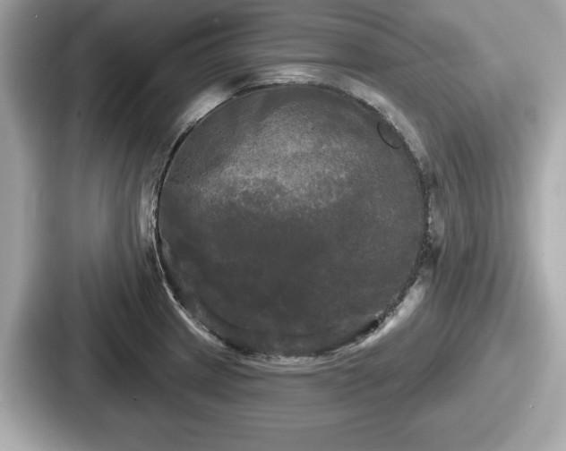 X0000087631233200705101021