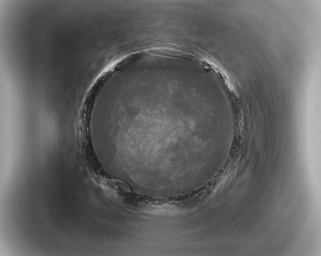 X0000087631256200705101020