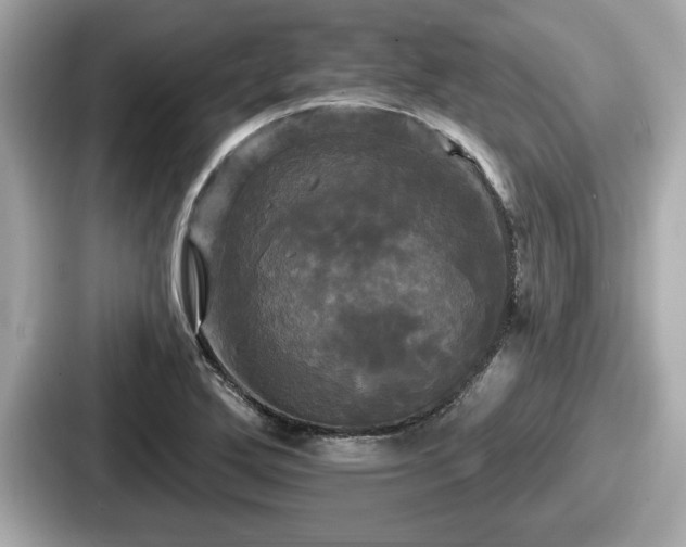 X0000087631272200705101020