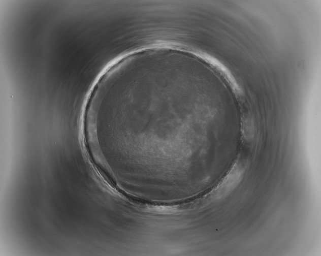 X0000087631280200705101020