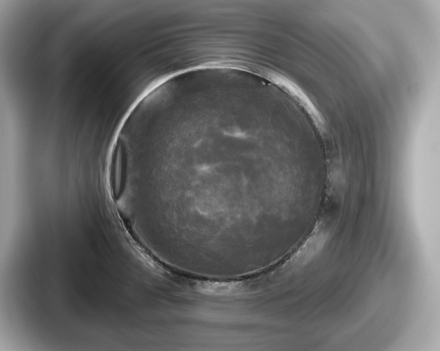 X0000087631284200705101020