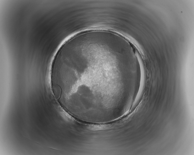 X0000087631288200705101020