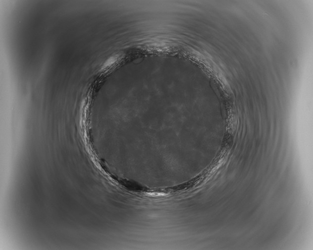 X0000087631297200705101019