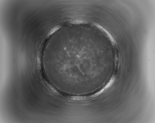 X0000087631305200705101019