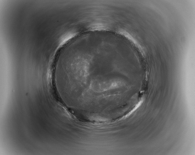 X0000087631309200705101020