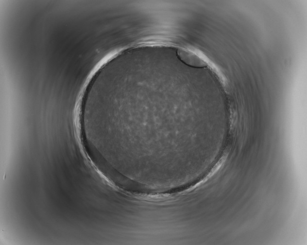 X0000087631325200705101020