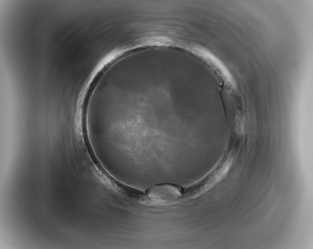 X0000087631326200705101020