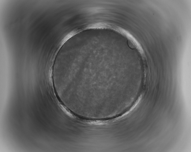 X0000087631329200705101020