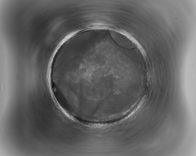 X0000087631333200705101020