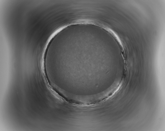 X0000087631336200705101020