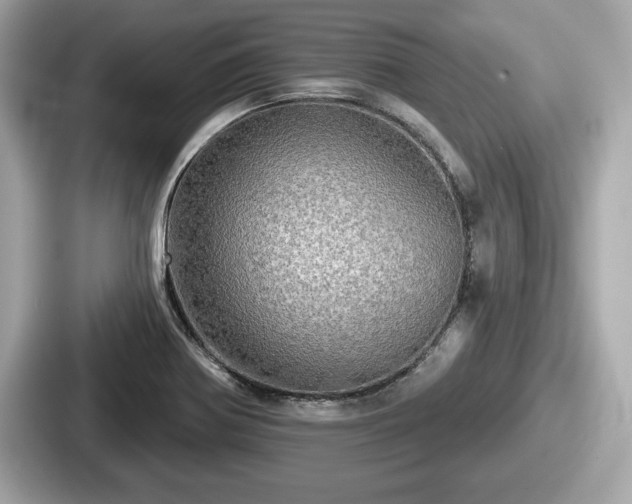 X0000087631370200705101019