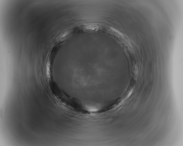 X0000087631394200705101018