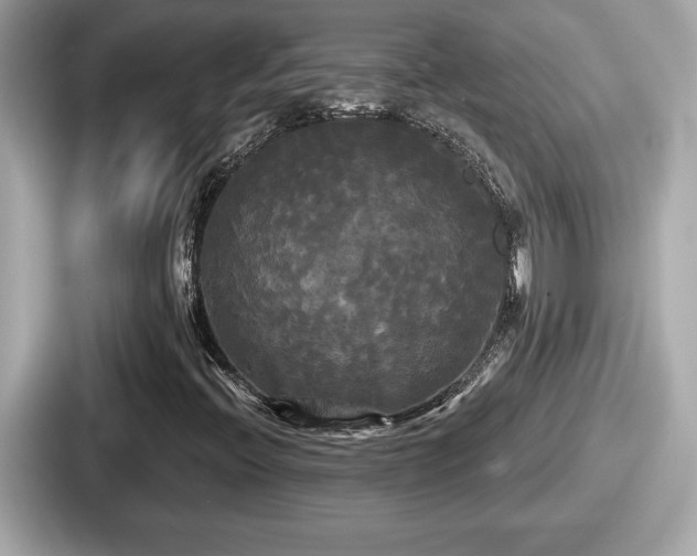 X0000087631396200705101018