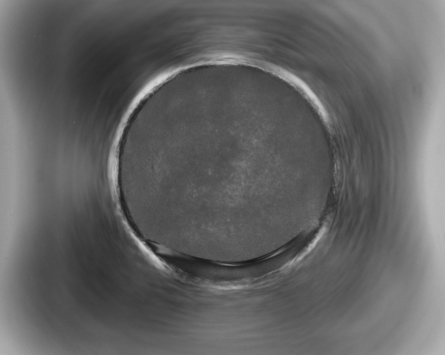 X0000087631424200705101019