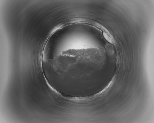 X0000087631433200705101019