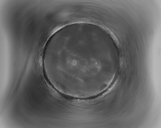 X0000087631505200705101017