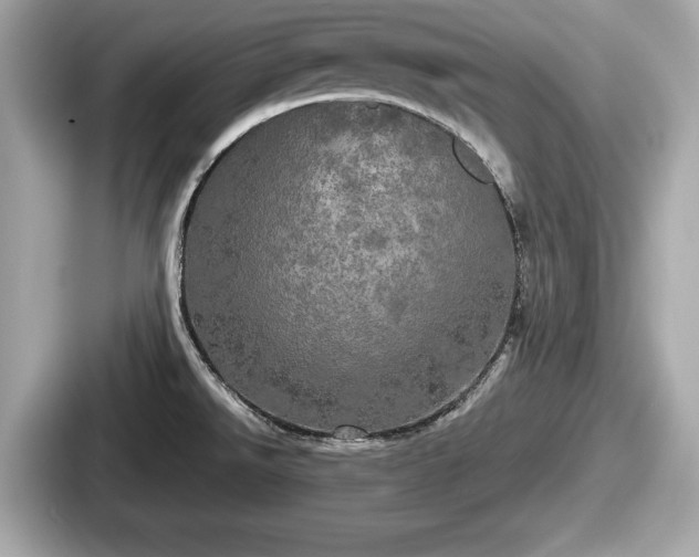 X0000087631526200705101017