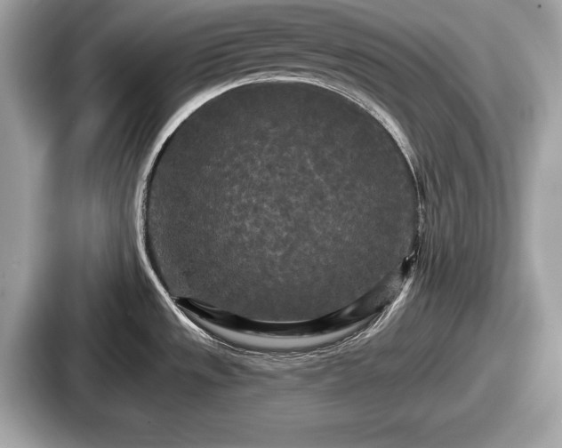 X0000087631533200705101017