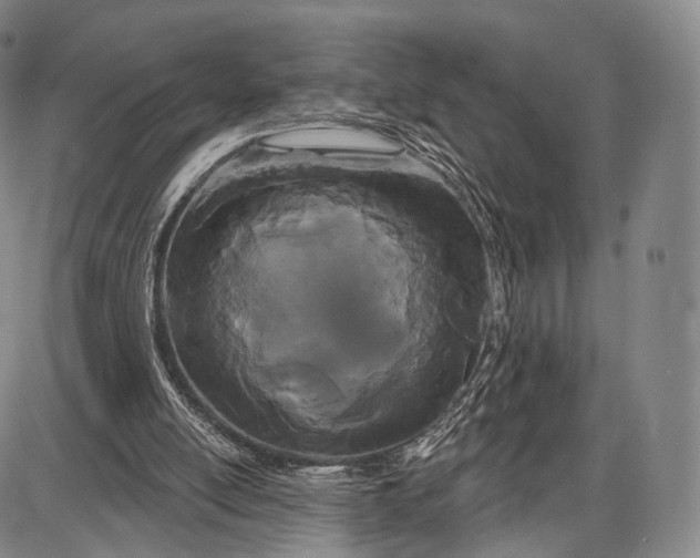 X0000087630054200705181510