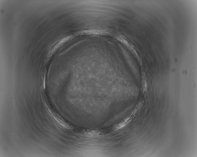 X0000087630062200705181511