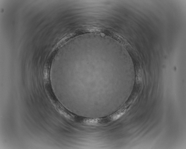 X0000087630084200705181511